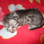 Lelu, Mau, Silver Female DOB 2-2-18