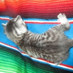 Lelu, Mau, Silver Female DOB 2-2-18