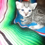 Lelu, Mau, Silver Female DOB 2-2-18