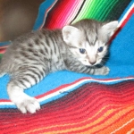 Lelu, Mau, Silver Female DOB 2-2-18