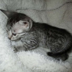 Lelu, Mau, Silver Female DOB 2-2-18