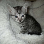 Lelu, Mau, Silver Female DOB 2-2-18