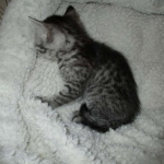 Lelu, Mau, Silver Female DOB 2-2-18