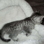 Lelu, Mau, Silver Female DOB 2-2-18