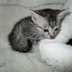 Lelu, Mau, Silver Female DOB 2-2-18