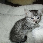 Lelu, Mau, Silver Female DOB 2-2-18