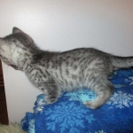 Lelu, Mau, Silver Female DOB 2-2-18
