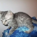 Lelu, Mau, Silver Female DOB 2-2-18