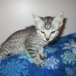 Lelu, Mau, Silver Female DOB 2-2-18