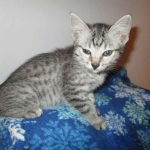 Lelu, Mau, Silver Female DOB 2-2-18