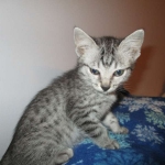Lelu, Mau, Silver Female DOB 2-2-18