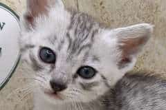 Mau Silver female DOB 2-21-23