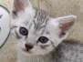 Mau Silver female DOB 2-21-23