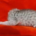 Mau silver female DOB 2-21-23