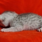 Mau silver female DOB 2-21-23