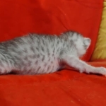 Mau silver female DOB 2-21-23