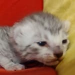 Mau silver female DOB 2-21-23