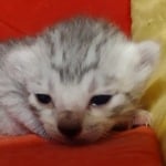 Mau silver female DOB 2-21-23