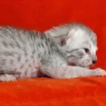 Mau silver female DOB 2-21-23