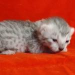 Mau silver female DOB 2-21-23