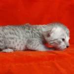 Mau silver female DOB 2-21-23