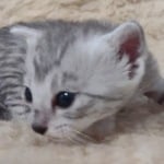 Mau silver female DOB 2-21-23