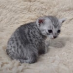 Mau silver female DOB 2-21-23