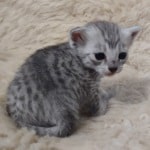 Mau silver female DOB 2-21-23