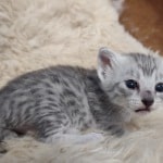 Mau silver female DOB 2-21-23