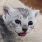 Mau silver female DOB 2-21-23