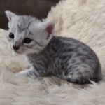 Mau silver female DOB 2-21-23