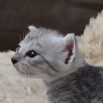 Mau silver female DOB 2-21-23