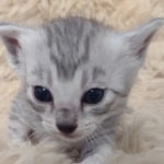 Mau silver female DOB 2-21-23