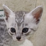 Mau silver female DOB 2-21-23