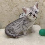 Mau silver female DOB 2-21-23