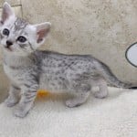Mau silver female DOB 2-21-23