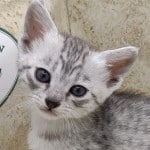 Mau silver female DOB 2-21-23