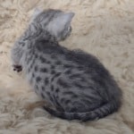 Mau silver female DOB 2-21-23