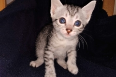 Neith, Mau silver female DOB 3/1/19