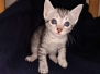 Neith, Mau silver female DOB 3/1/19