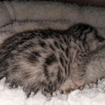 Egyptian Mau, Silver, Female , DOB 3-1-19