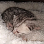 Egyptian Mau, Silver, Female , DOB 3-1-19