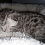 Egyptian Mau, Silver, Female , DOB 3-1-19