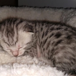 Egyptian Mau, Silver, Female , DOB 3-1-19