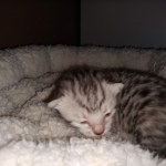 Egyptian Mau, Silver, Female , DOB 3-1-19