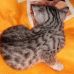 Egyptian Mau, Silver, Female , DOB 3-1-19