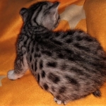 Egyptian Mau, Silver, Female , DOB 3-1-19