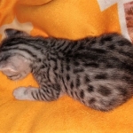 Egyptian Mau, Silver, Female , DOB 3-1-19