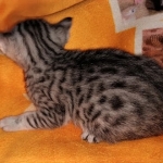 Egyptian Mau, Silver, Female , DOB 3-1-19