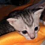 Egyptian Mau, Silver, Female , DOB 3-1-19
